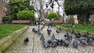 Wonderful set of pigeons