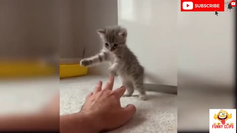Cats cute video