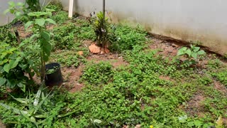 Minha pequena plantação - Horta em casa - Plantar