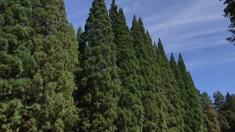Sequoias grow huge in Oregon