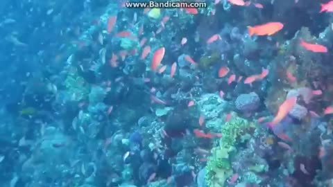 to the beauty of the seabed and coral reefs