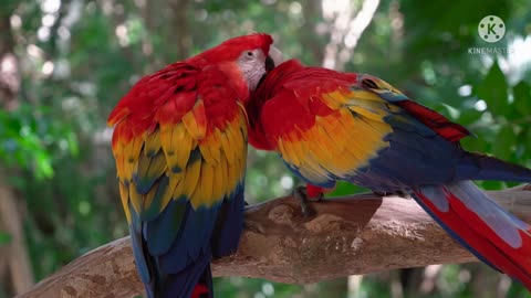 Parrots,Cute Pets, Animals