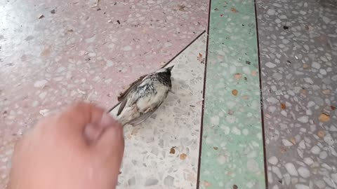 My Siamese cat caught a bird and is playing with it until now and has not eaten it