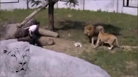 lions attack man