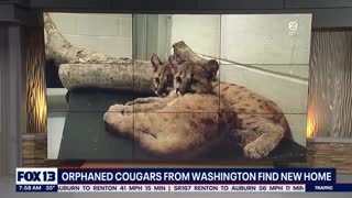 Orphaned cougars from Washington find new home in Houston