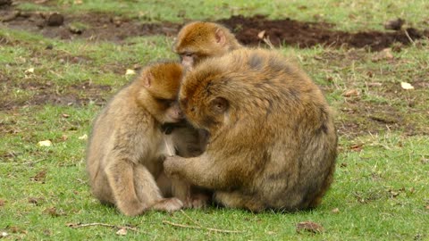 Ape Monkey Primate Barbary Macaque Animal Cute 🌴