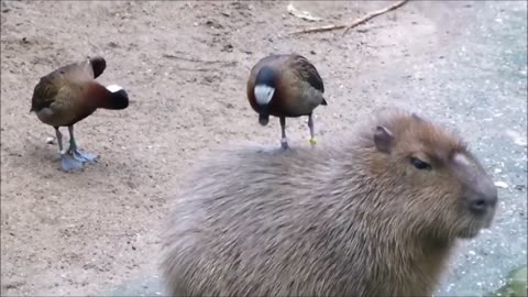 Capybaras pull up32