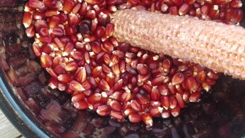 seed corn