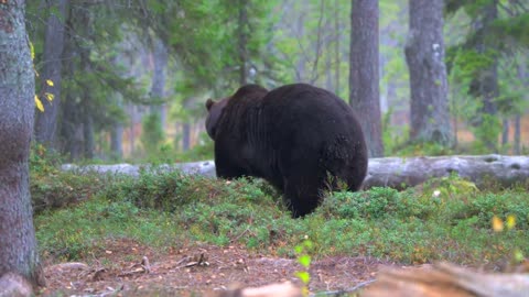 P1 A large bear rata nearby, the sounds of the forest create a real atmosphere for the video 4K HDR