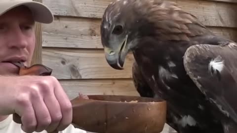 Bowl feeding Golden Eagle [SAKO] #birdofprey #animal #eaglehunters #goldeneagle