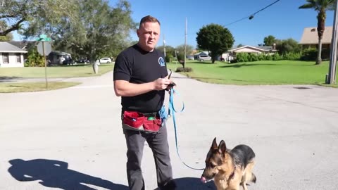HOW TO STOP DOG PULLING ON LEASH - |Exploring Eirth's Amazing Animals
