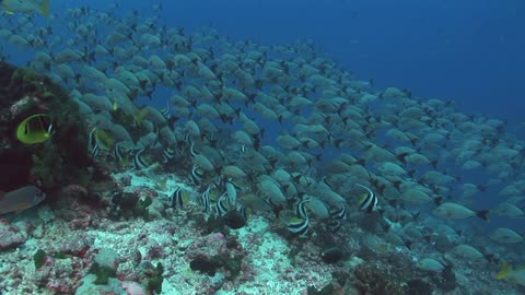 Tropical Fish Banner Fish on Coral Reef 1