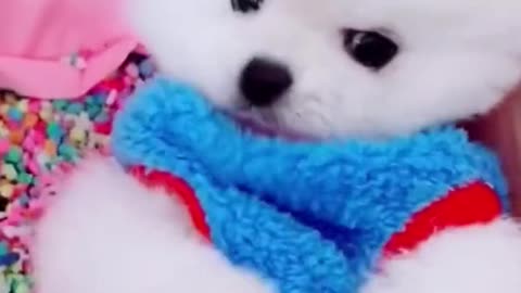 Cute little dog