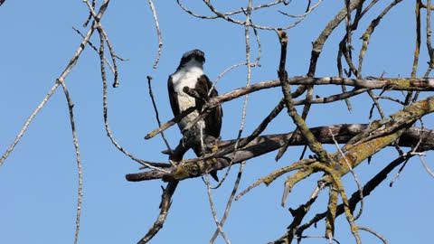 Osprey