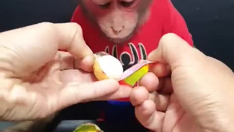 Cute Monkey Bin 2 Years Old