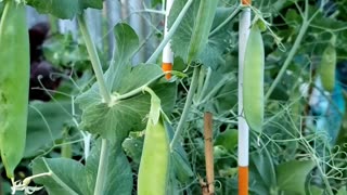 Growing Organic Green Peas