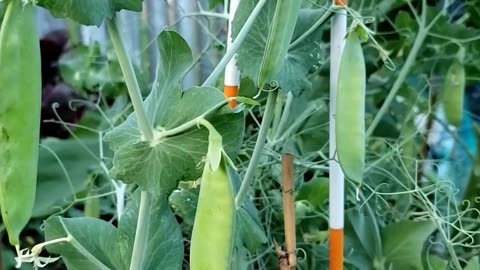 Growing Organic Green Peas