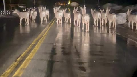 Deer Herd Slows Traffic