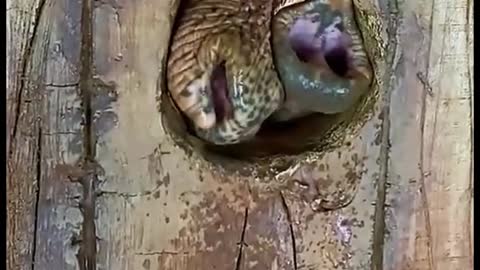 Two elephants have trunks sticking out of the same wooden hole