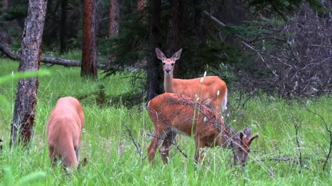 White-tailed deer