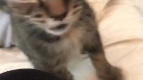 Tiny Kitten Sneezes