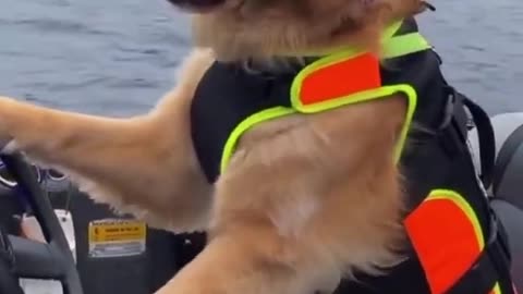 GOLDEN RETRIEVER DRIVING A MOTORBOAT 🐶❤️