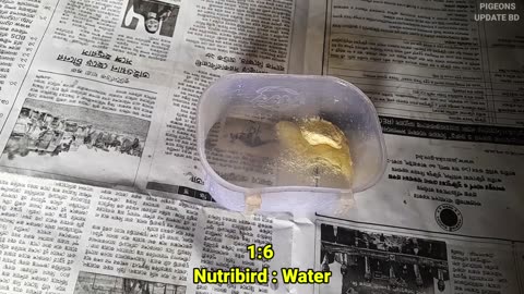 Hand_Feeding_Hatched_Budgie_from_Incubator