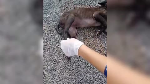 A Cute puppy road accident 😢 video - Dog Rip 😭 video - dog - #shorts #puppy #dogs
