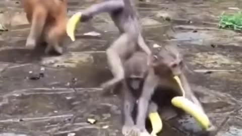 The greedy monkey took all the bananas