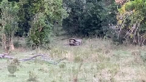 Leopard Ambushed by Python After Fleeing From Hyenas - Rhino vs Lion