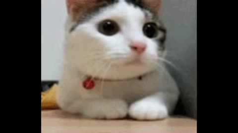 Gif video of cat nodding his head