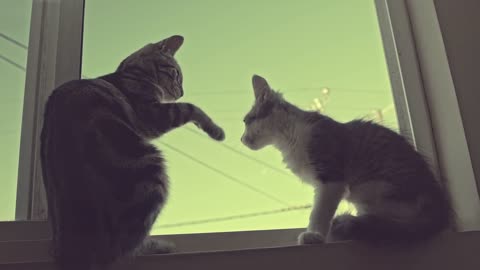 Feline Cats Window Sill