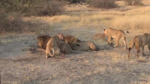 LIONS VS HYENAS - Clash of Enemies