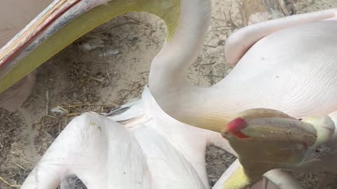 Pelican Bites at Glass in Edinburgh Zoo