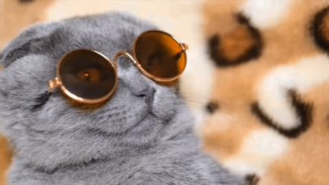 @CuteAnimals tv show ## cute cat wearing specs