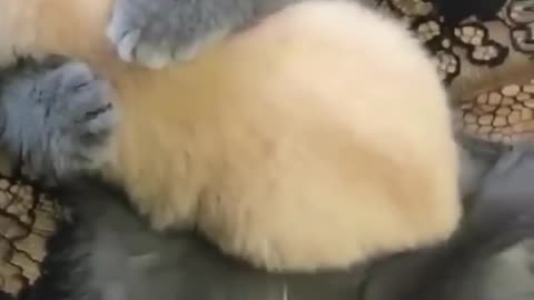 Amazing cats relationship