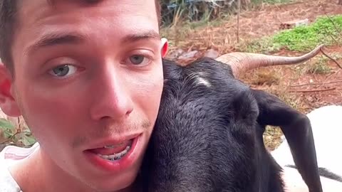 Viral , animal , goat