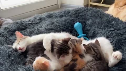 Cute Tiny Kittens are Playing