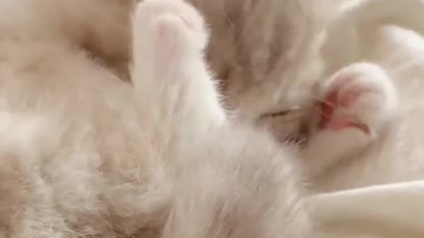 Cat licks paws