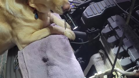 Dog goes from Couch Patato to Mechanics helper.