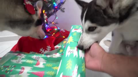 Dad And His Puppy Son Open Their First Christmas Presents Ever!