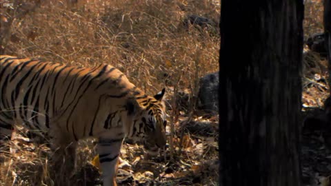 Tiger Cubs' Last Moments as a Family _ David Attenborough _ Tiger _ Spy in the Jungle _ BBC Earth