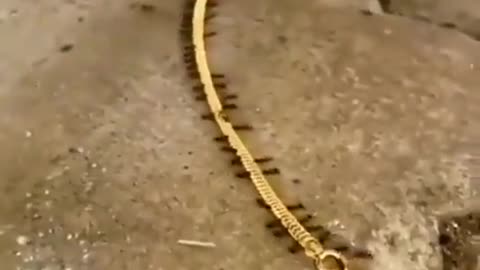 Ants carrying off the Gold Chain to their Nest