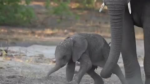 Baby Elephant struggling to stand