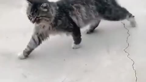 cut Cat walking