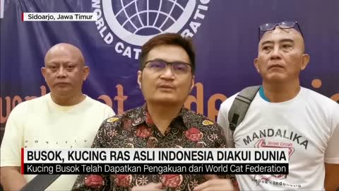 Busok, Kucing Ras Asli Indonesia Diakui Dunia