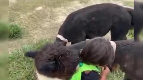 Adorable Babies Playing with Pets