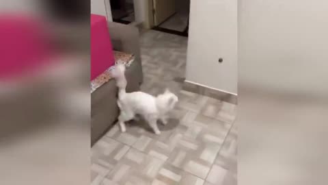 Hilarious Cats and Dogs Compilation 2023 - Uncontrollable Laughter Guaranteed! 😂