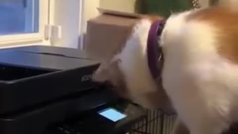 cats reaction