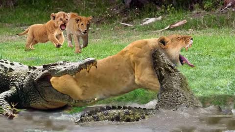 Mother Lion Sacrifices Himself To Save Lion Cub Across River - Crocodile vs Lion, Hippo, Impala